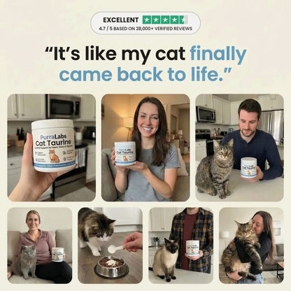 Pure Cat Taurine